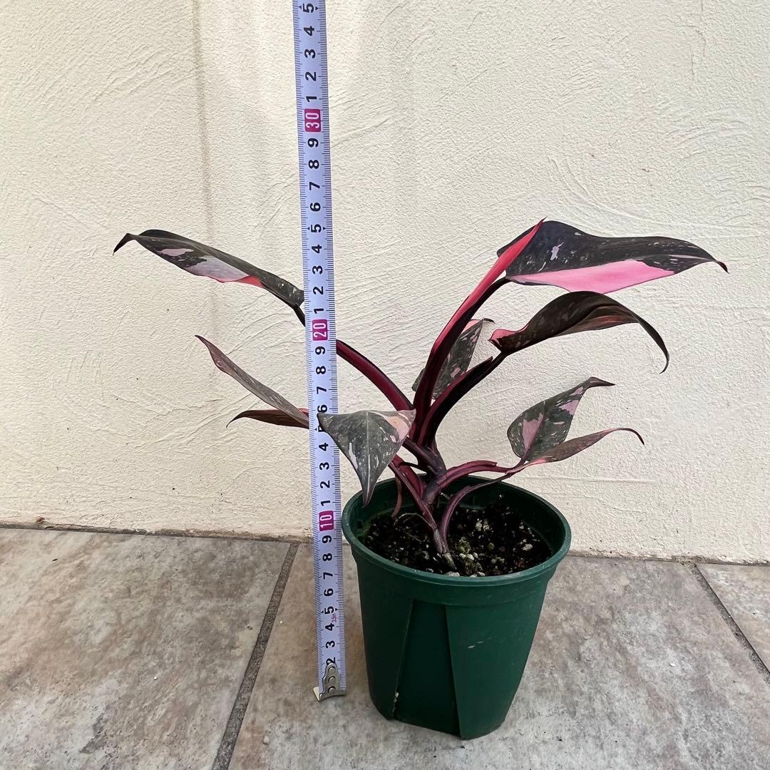 フィロデンドロン ピンクプリンセス スーパー No.001 鉢ごと