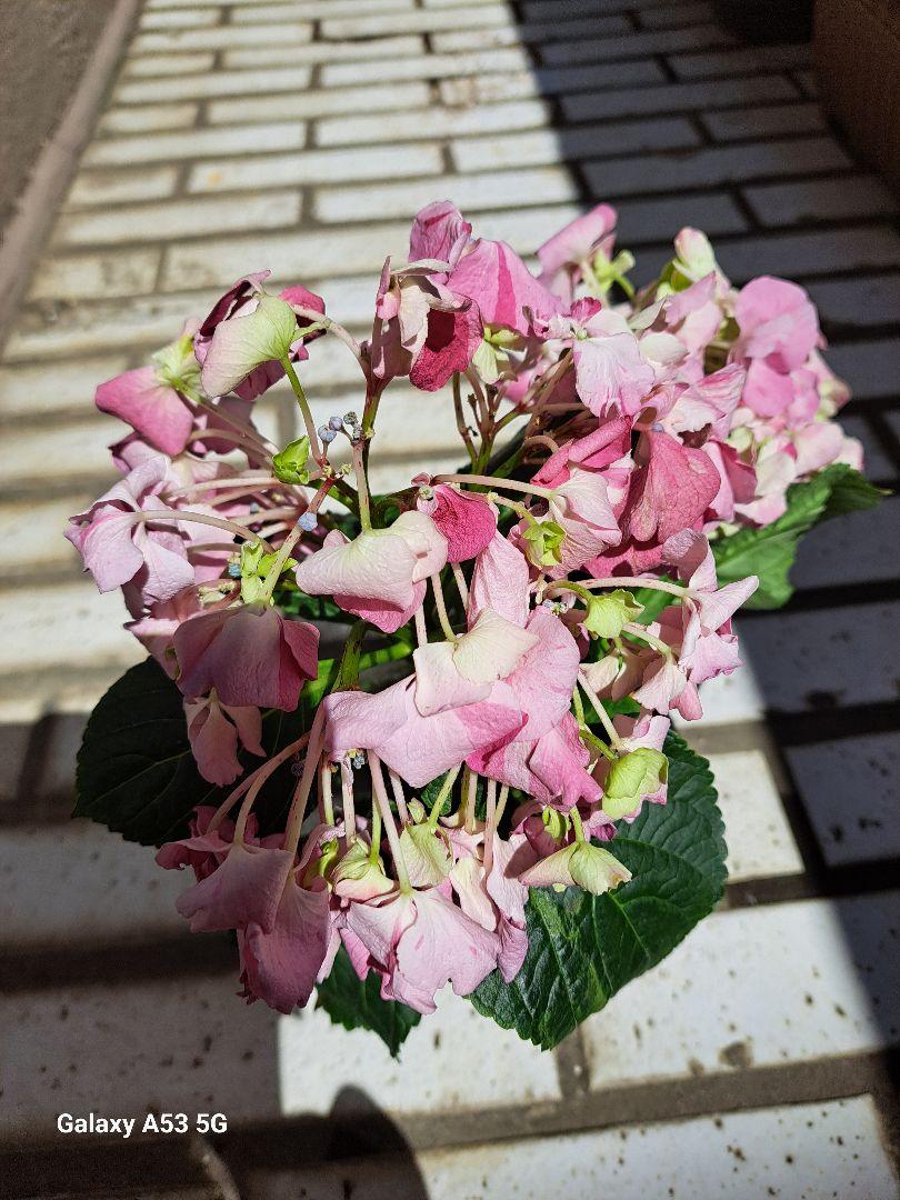 紫陽花 確認用