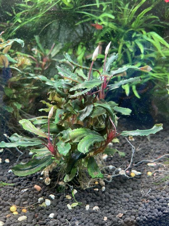 水草　ブセファランドラクダガン 大株　3 早い者勝ち