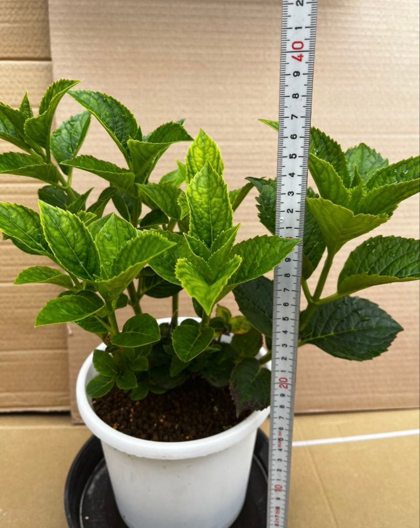 CC.様ご専用です。 CC.様ご専用です。