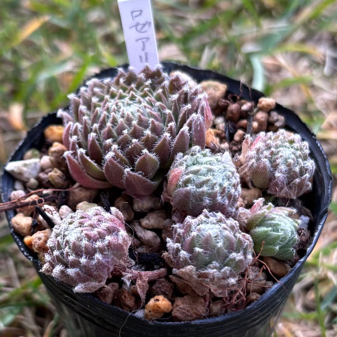 innta”k♡kids様専用 センペルビウム ロゼアリンド 他 innta”k♡kids様専用 センペルビウム ロゼアリンド 他