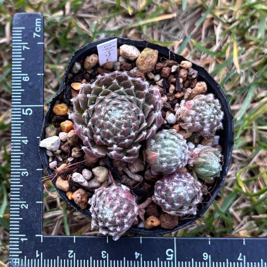 innta”k♡kids様専用 センペルビウム ロゼアリンド 他 innta”k♡kids様専用 センペルビウム ロゼアリンド 他