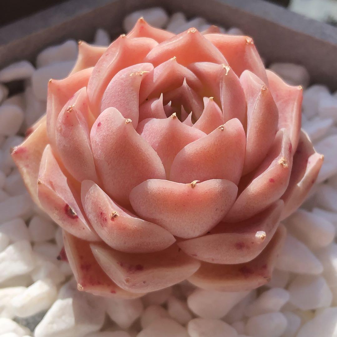 新入荷 パンドラローズｘシムランス ヘレナ 多肉植物 韓国苗