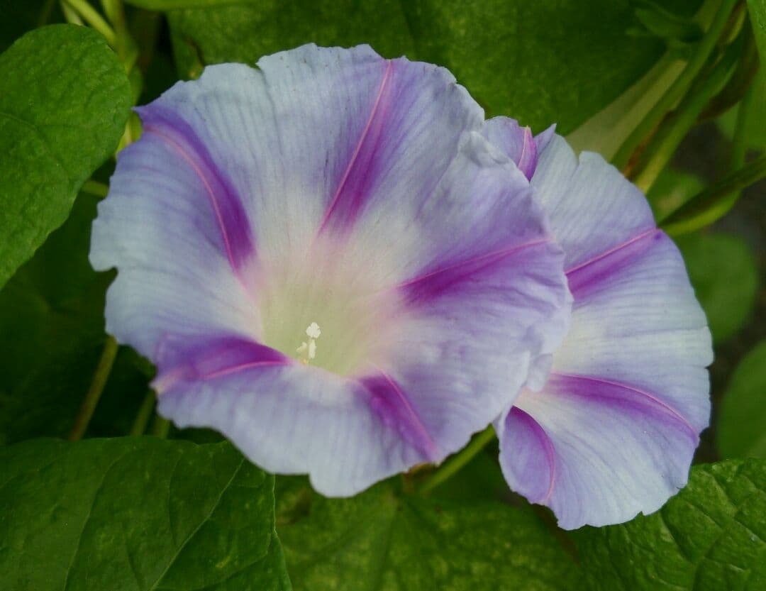 最終値下げ 朝顔 ヘイゼル 種 10粒 パステルブルー 水色 紫 白 ローズピンク 夏 星型 特別価格 最終値下げ 朝顔 ヘイゼル 種 10粒 パステルブルー 水色 紫 白 ローズピンク 夏 星型 特別価格