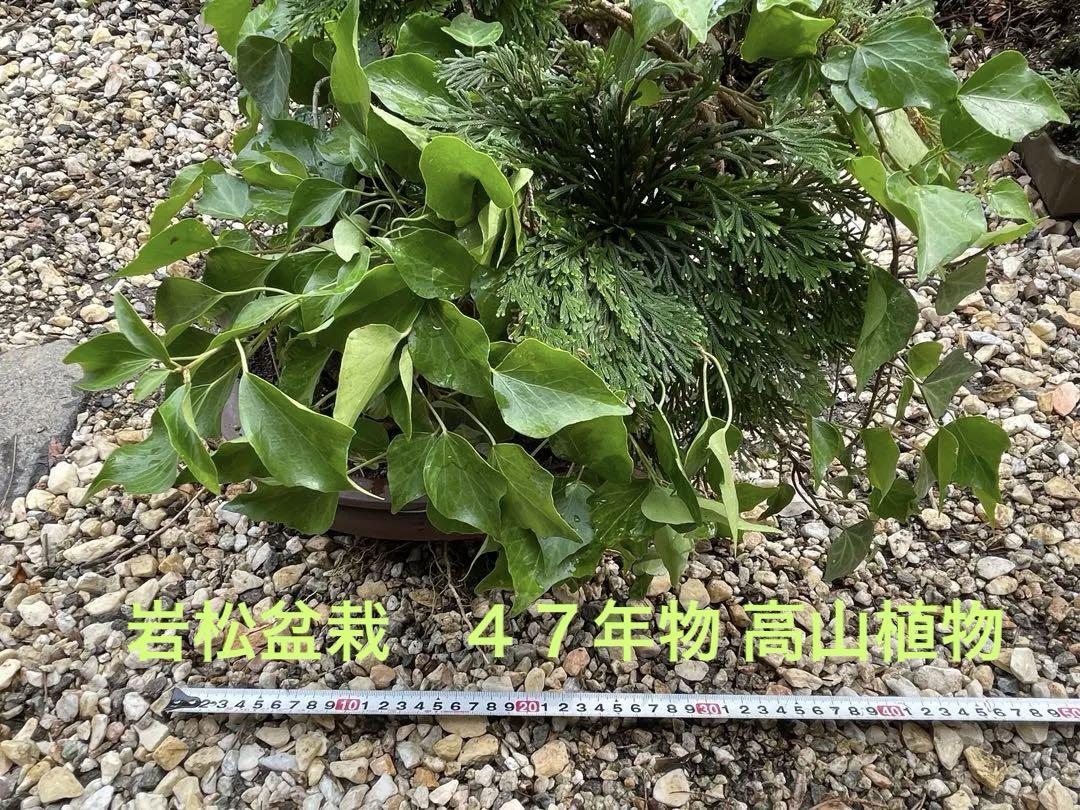 岩松盆栽　４７年物 高山植物　送料無料