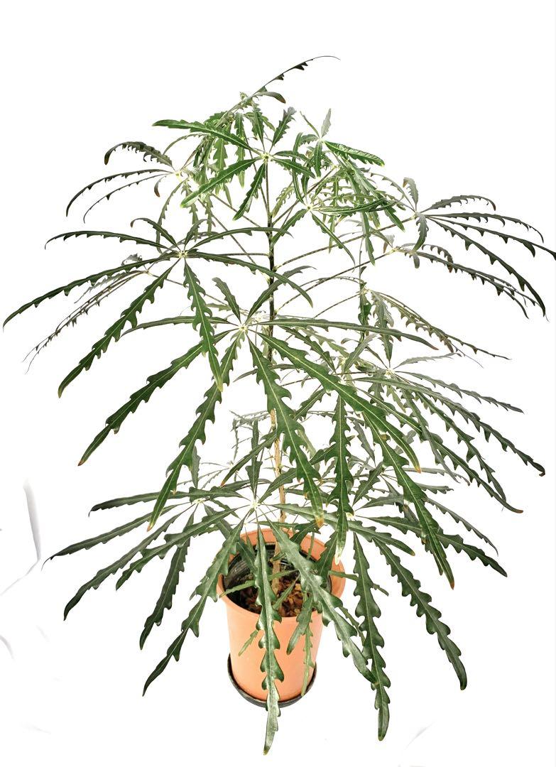 アラレア　観葉植物