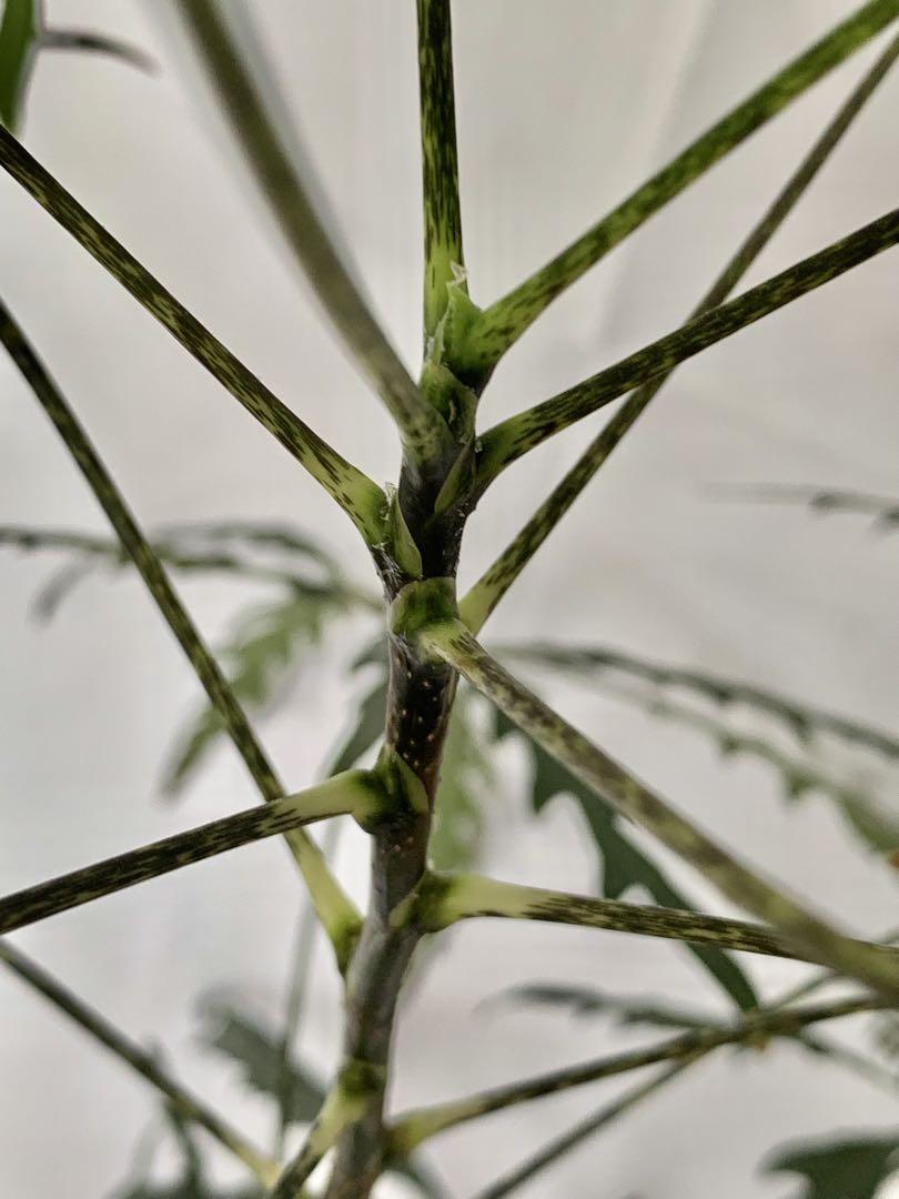 アラレア　観葉植物