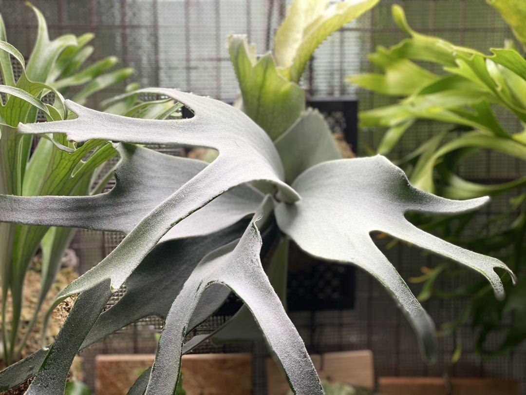 ビカクシダ ベイチー AR 子株 12 ビカクシダ ベイチー(子株) Platycerium veitchii(pup) コウモリ