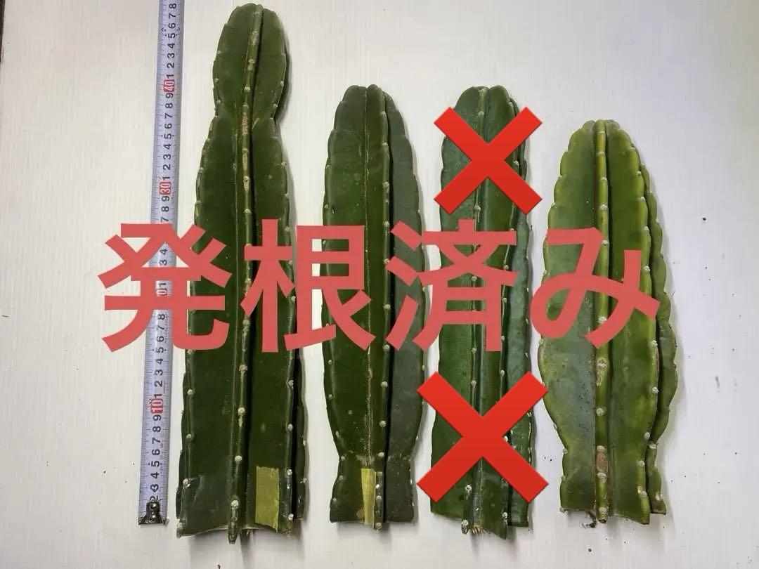 発根済み！おすすめ！柱サボテン　鬼面角　ブルー系　トゲなし　4本セット