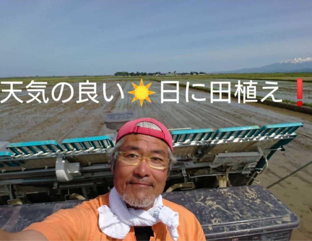自然栽培 幻の米ササシグレ中米 玄米24kg