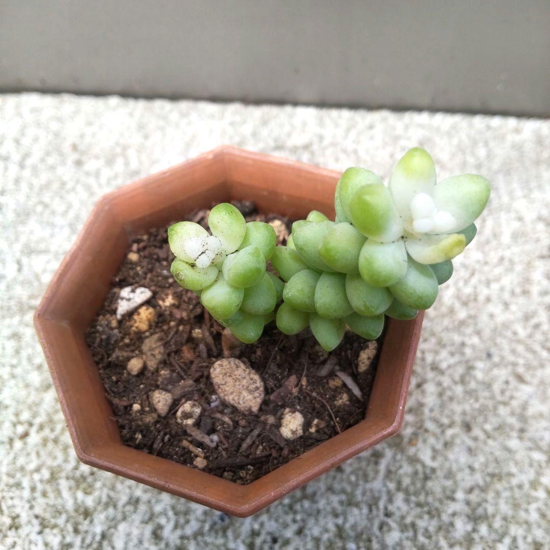 多肉植物 お買い得セット ビアホップ雪花玉 花月 ロココ 銭串錦 吹雪の松 多肉植物 お買い得セット ビアホップ雪花玉 花月 ロココ 銭串錦