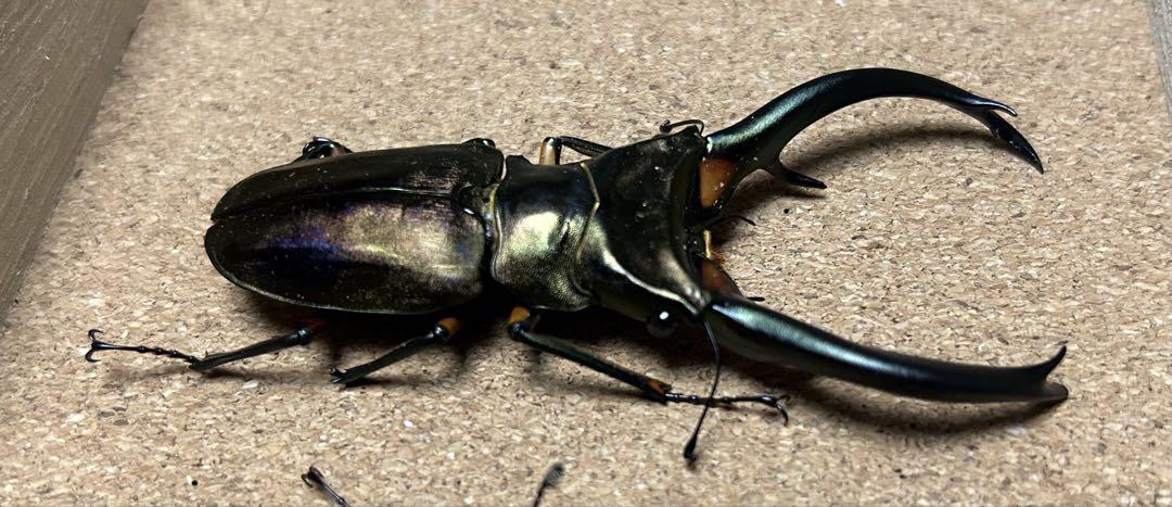 【昆虫標本】エラフスホソアカクワガタ87㍉ブリード個体