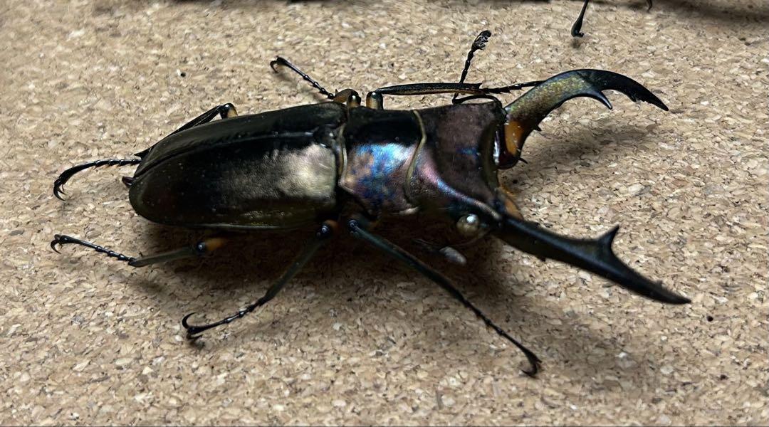 【昆虫標本】エラフスホソアカクワガタ87㍉ブリード個体