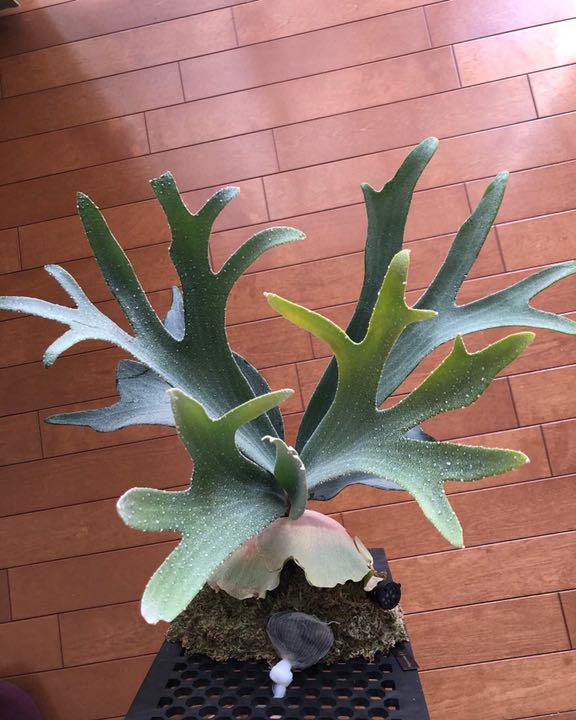 E-1 bifur sp white 白ビフ ビカクシダ コウモリラン 観葉植物 - cna.gob.bo E-1 bifur sp white 白ビフ ビカクシダ コウモリラン 観葉植物 - cna.gob.bo