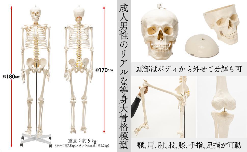 国際規格認証品 等身大 人体模型 170cm 神経根有り 全身骨格模型