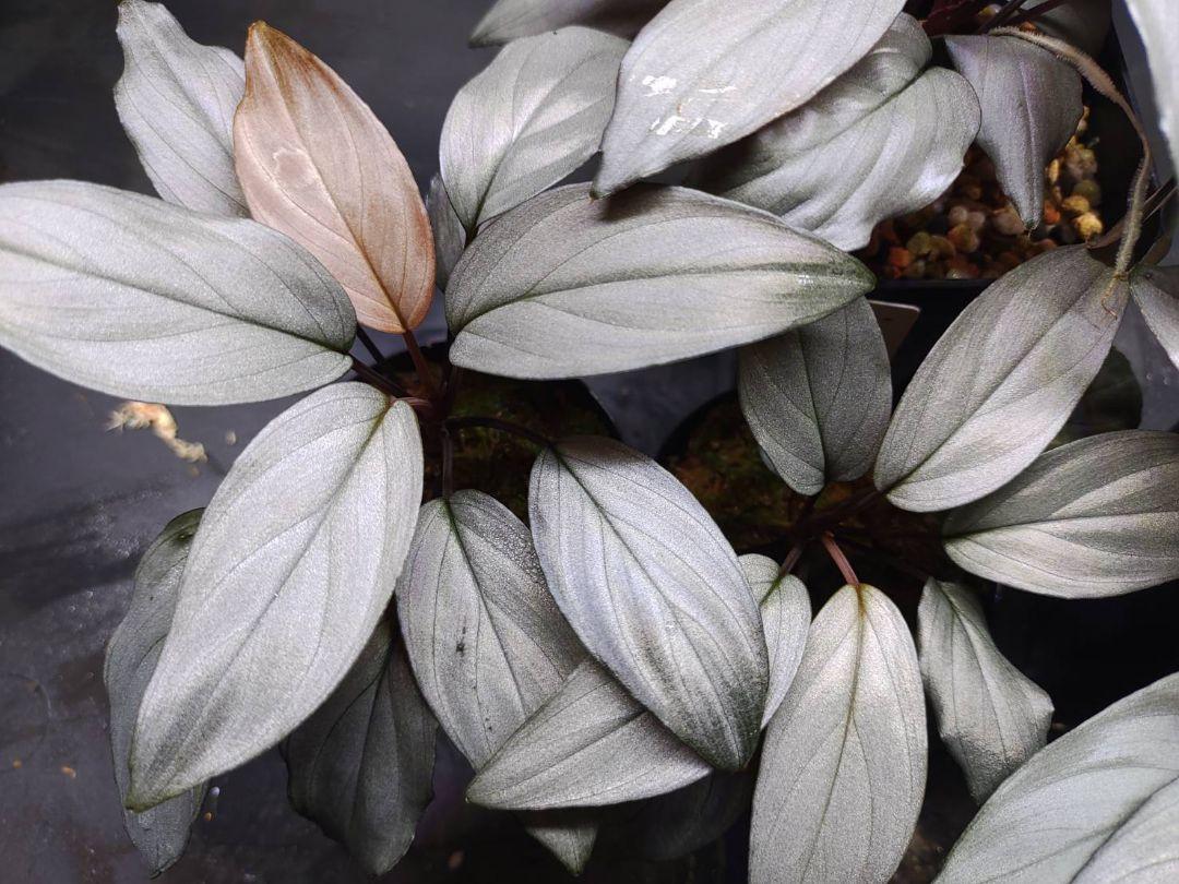Homalomena sp. Sapphire Velvet KN便 ホマロメナ