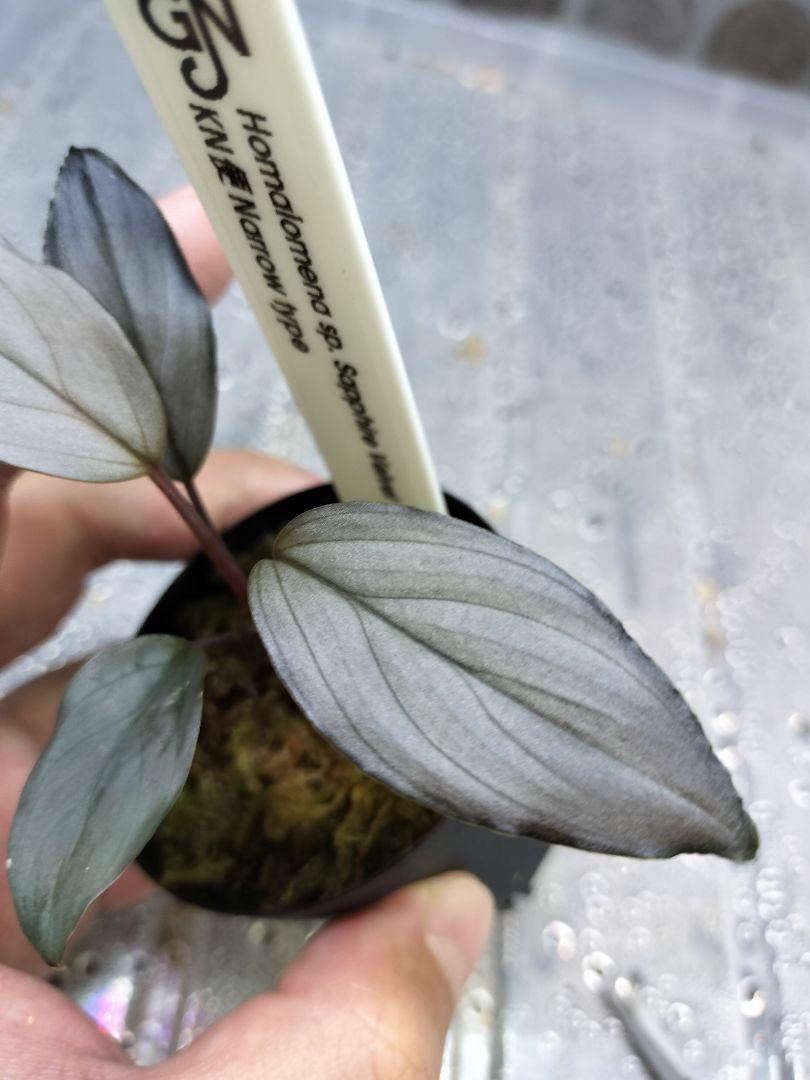 Homalomena sp. Sapphire Velvet KN便 ホマロメナ