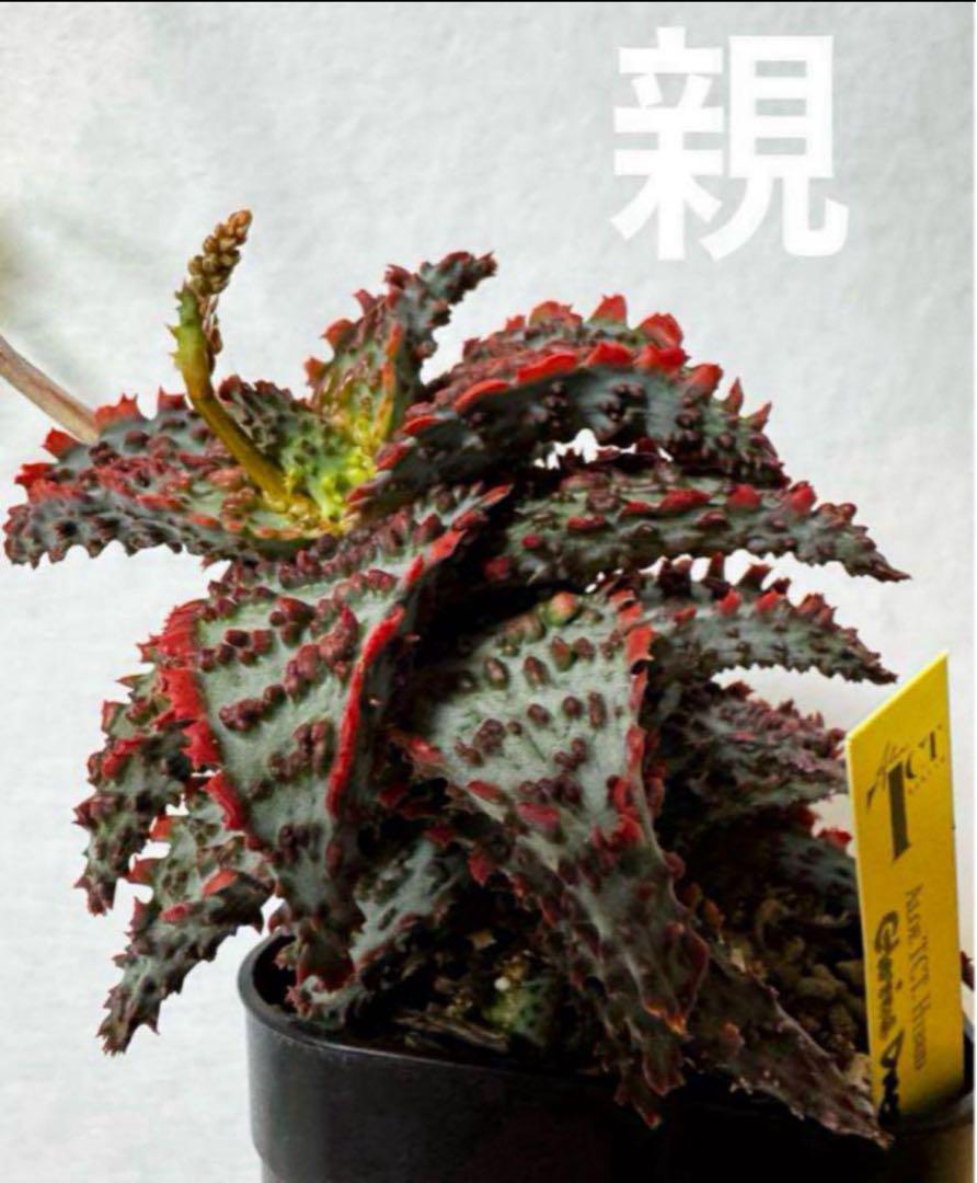 シ*ン様 グロリアスドラゴンAloe hybrid アロエ　ハイブリッド　子株 グロリアスドラゴンAloe hybrid アロエ ハイブリッド 子株