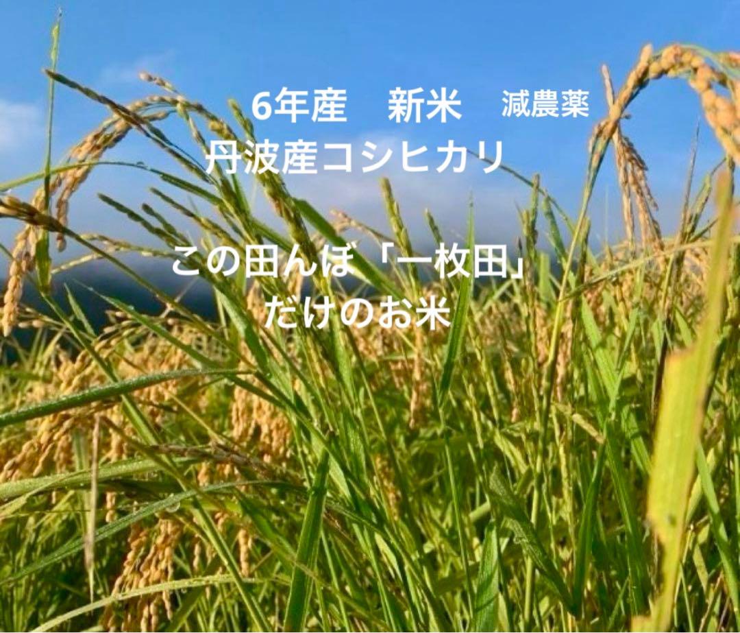 あきたこまち 20kg R5年 玄米F