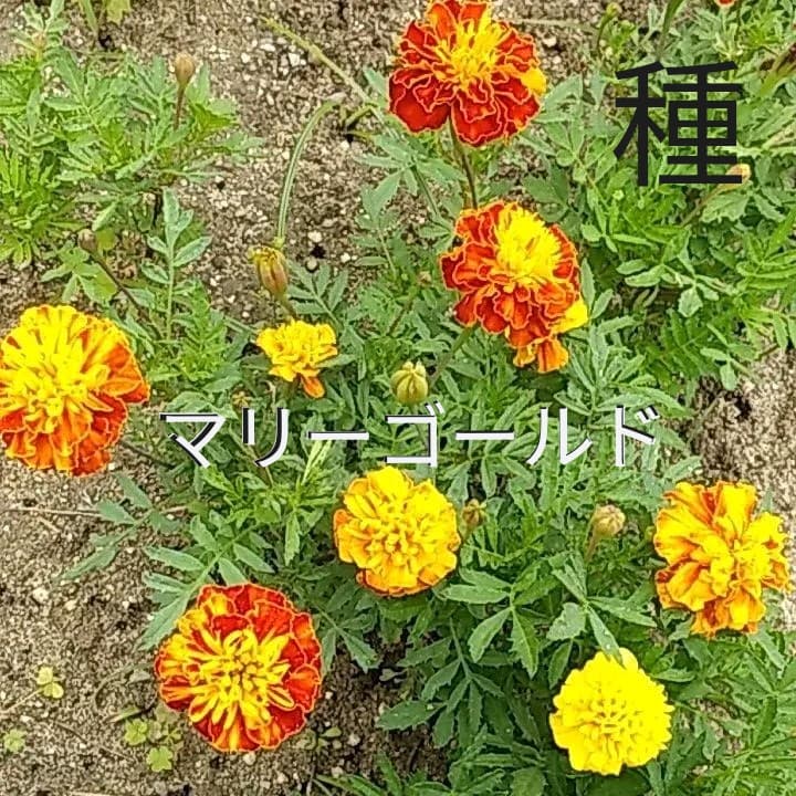 マリーゴールド 種 たくさん コンパニオンプランツ メルカリ マリーゴールド 種 たくさん コンパニオンプランツ メルカリ