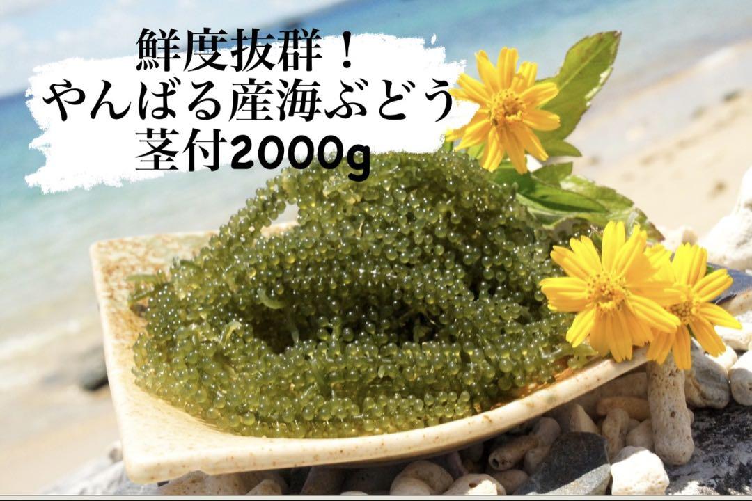 【最短翌日発送】鮮度抜群！やんばる産海ぶどう茎付2000g