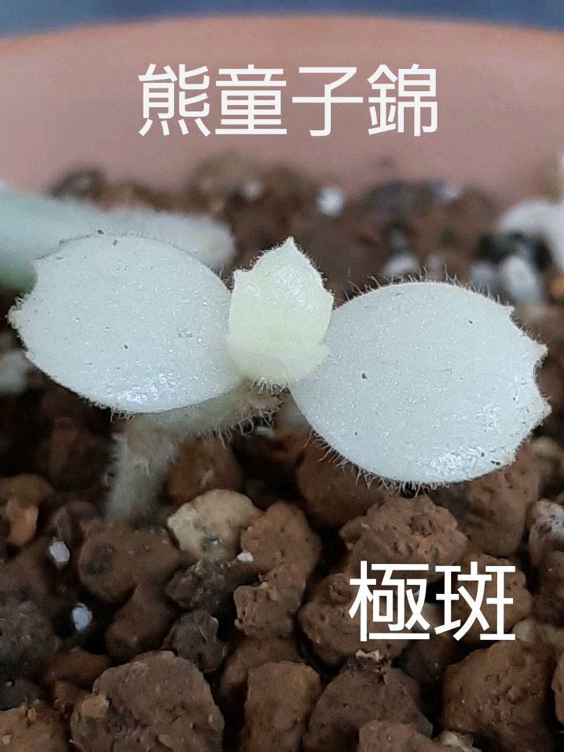 熊童子錦 《極斑》