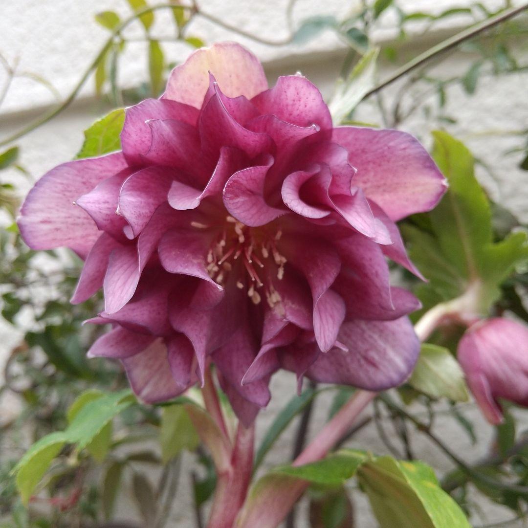 クリスマスローズ 開花実績株 SSバイカラー