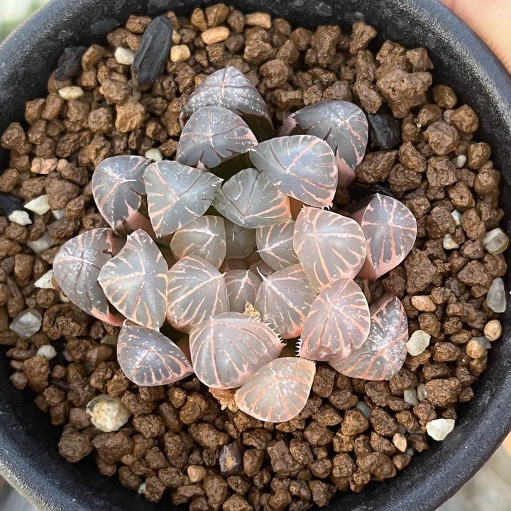 多肉植物 ハオルチア ブラックオブツーサ錦