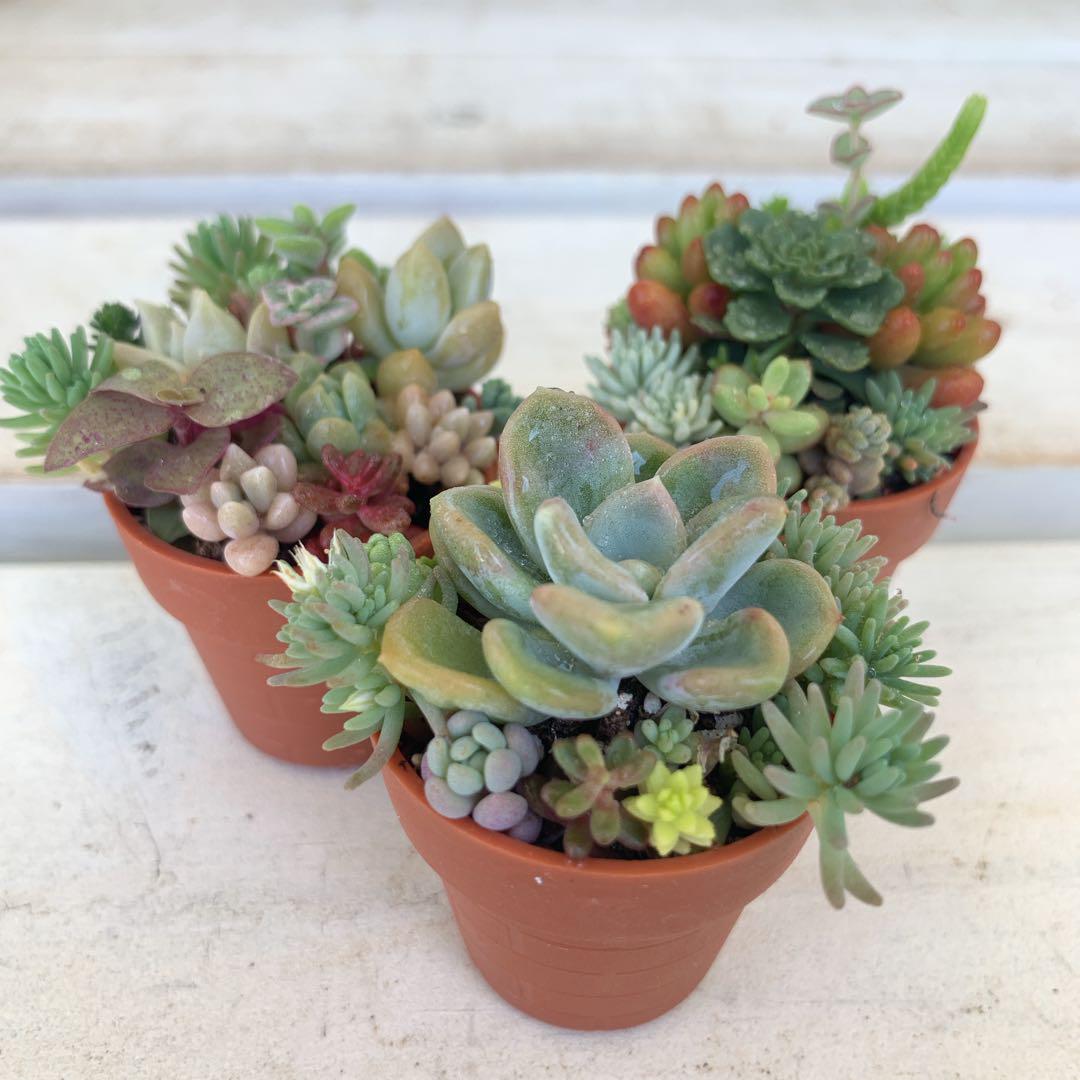 多肉植物 寄せ植えそのまま飾れる 1寸鉢3個セット 《1》 - メルカリ