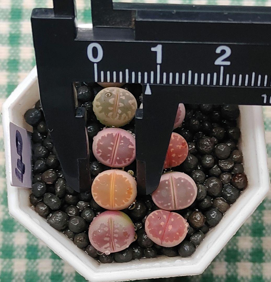 S40 オリーブ 小玉カラフルセット 多肉植物リトープス S40 オリーブ 小玉カラフルセット 多肉植物リトープス