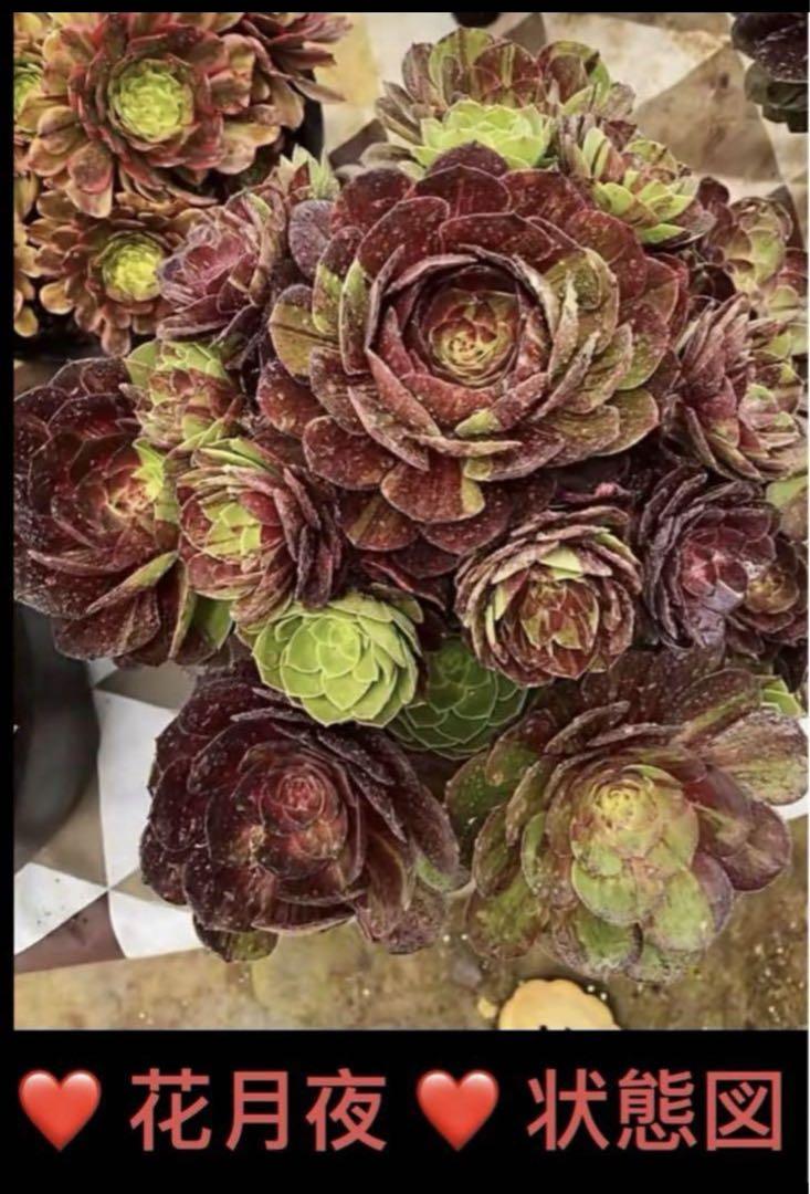 多肉植物アエオニウム錦❤️ 花月夜❤ 状態図 - メルカリ 多肉植物アエオニウム錦❤️ 花月夜❤ 状態図 - メルカリ