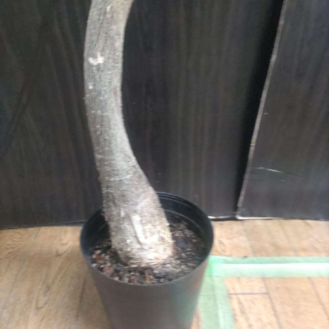 ミルキーウェイ 6号鉢やや傷や汚れあり