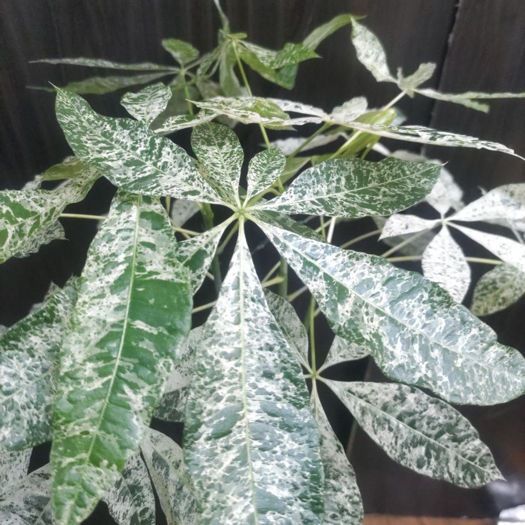 6号鉢やや傷や汚れあり