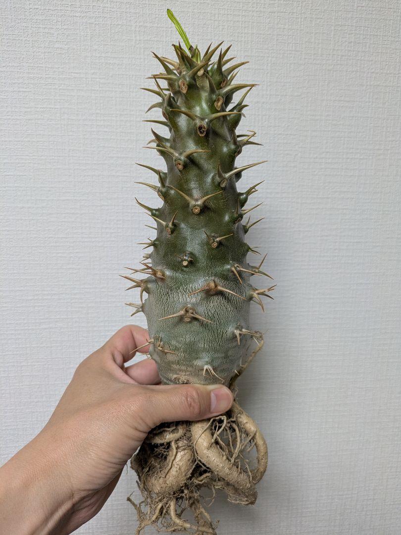 【6月限定価格！】パキポディウム アンボンゲンセ 大株 美株 塊根植物 パキポ