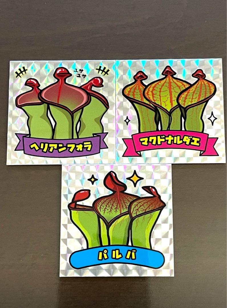 へりあん堂様専用　ヘリアンフォラHeliamphora 食虫植物