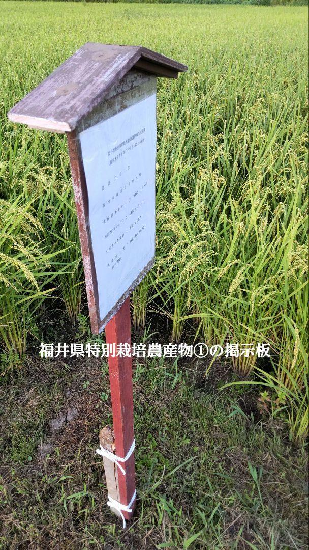 夏頃には米不足が深刻？ 発芽用玄米10kg ６年産コシヒカリ 特栽①農薬等不使用