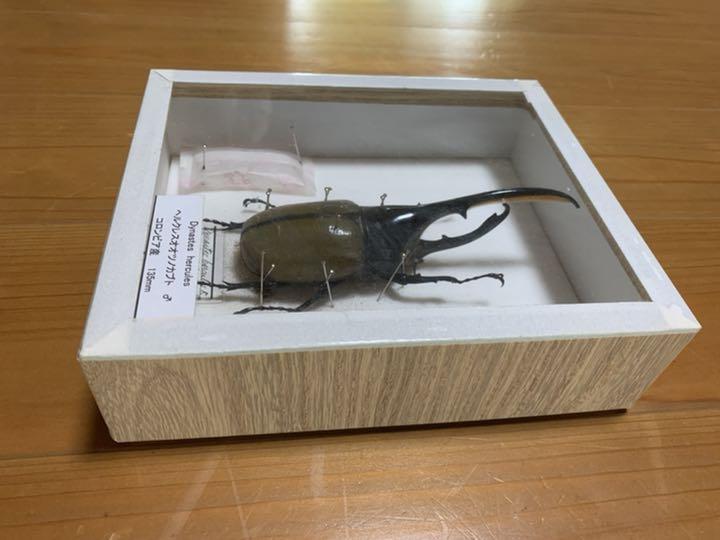 最安値ヘラクレスオオカブト コロンビア産 標本 置物 インテリア 住まい 小物 14 038 Fattyspizzeria Com
