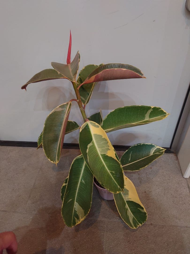 フィカス エラスティカ アサヒ アサヒゴム 親株 ドリーミーアサヒ目立った傷や汚れなし YUZUMIYA_COM