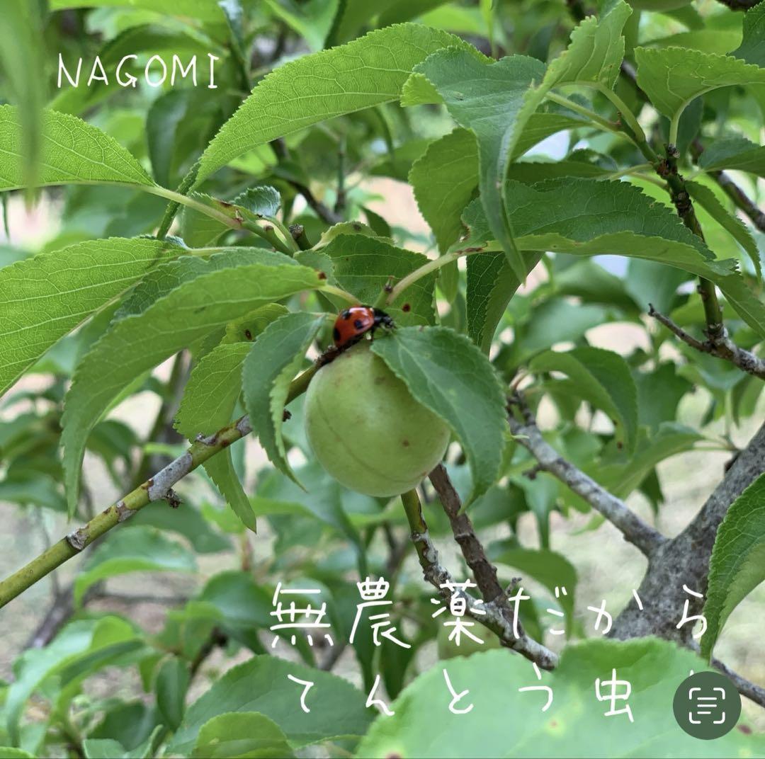 NAGOMIの青梅 (5kg )20年間農薬不使用