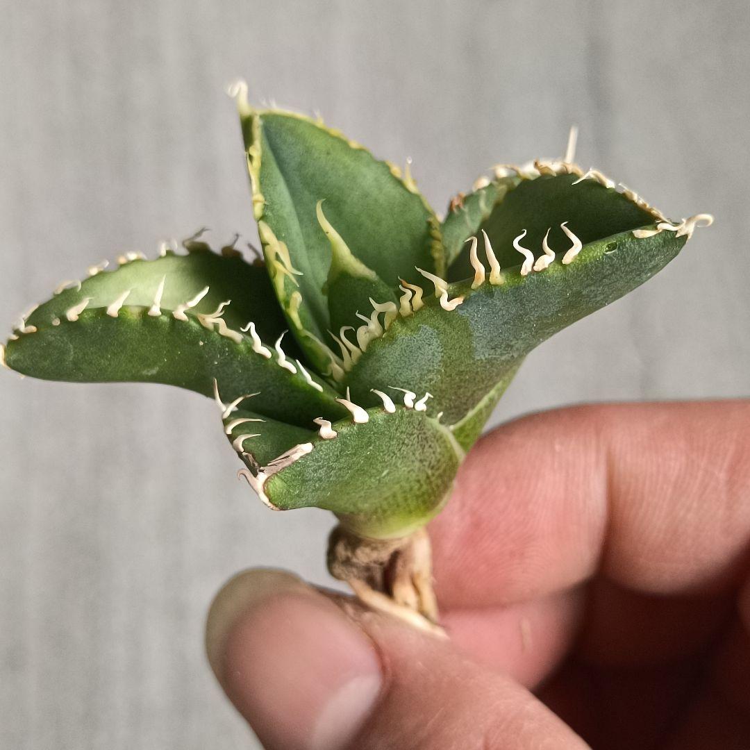 アガベチタノタ大白鯊子株