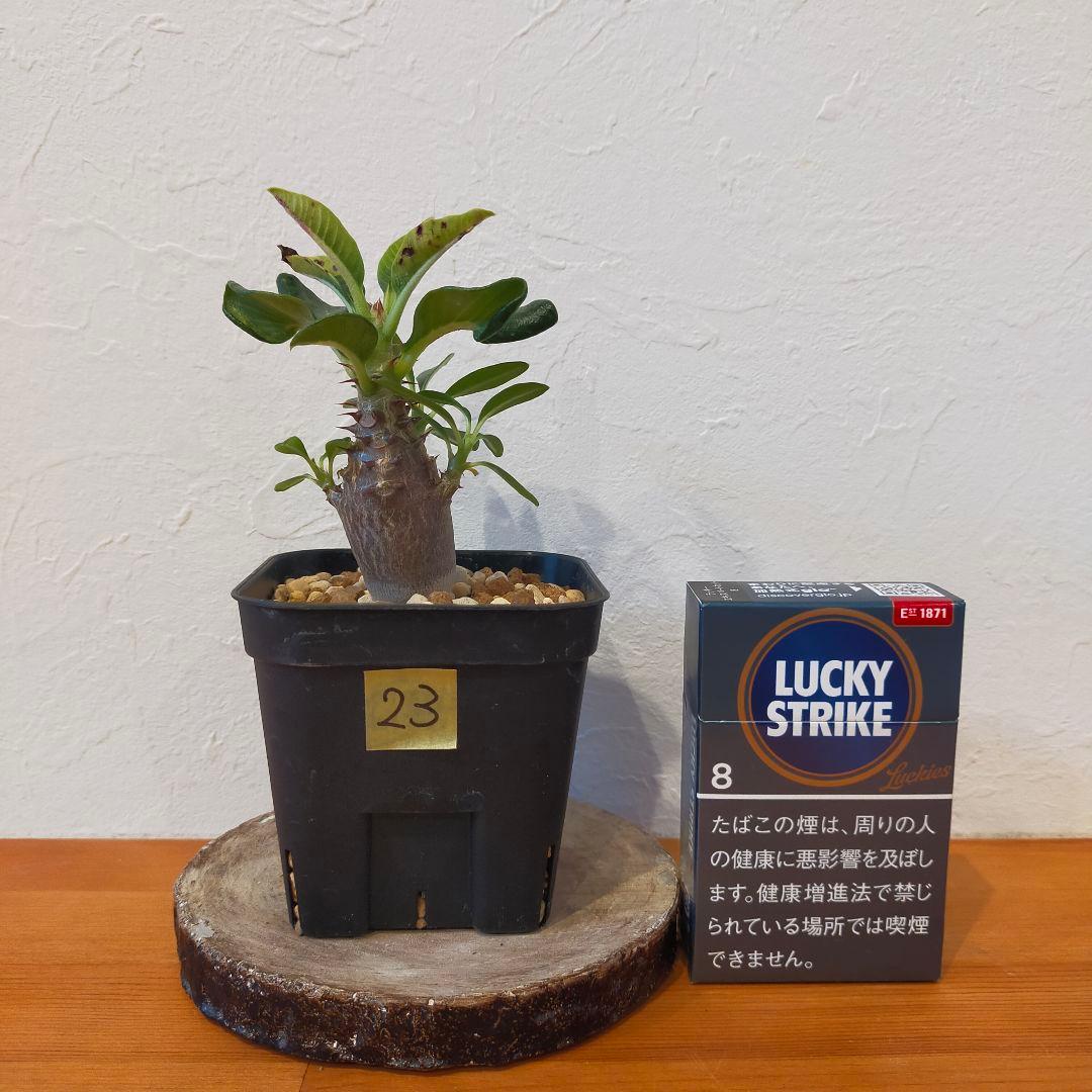 パキポディウム