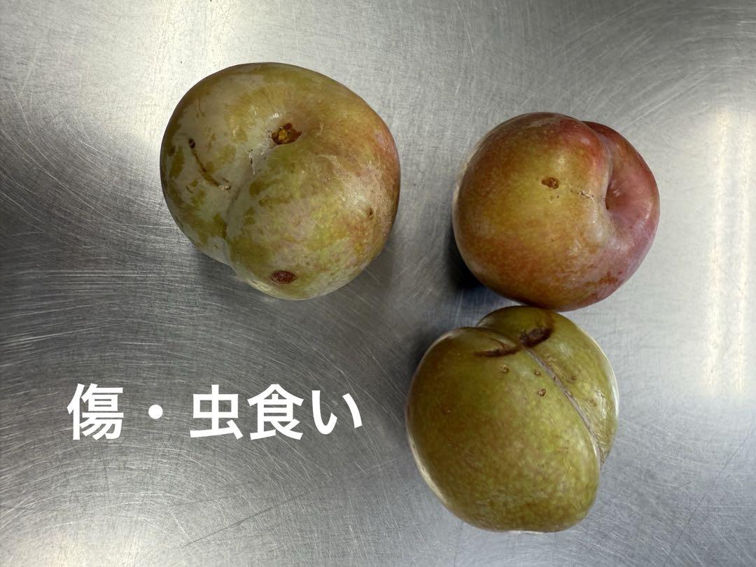 いぐりすもも 4キロ 鹿児島県産 - メルカリ