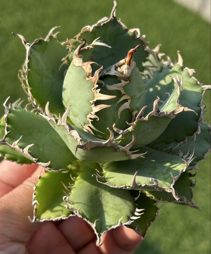 【選抜株】衝撃破格価格！！大きめ　フィリグリー極上株！アガベ　多肉植物