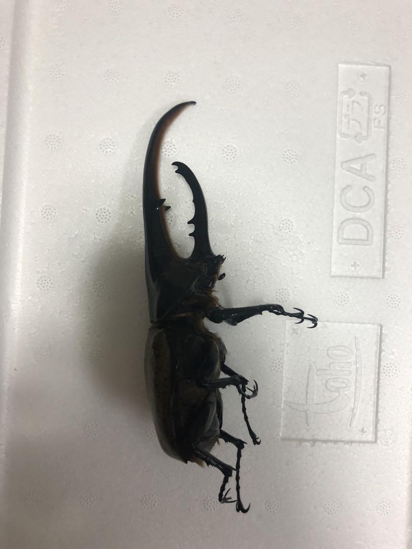 ヘラクレスオオカブト 標本