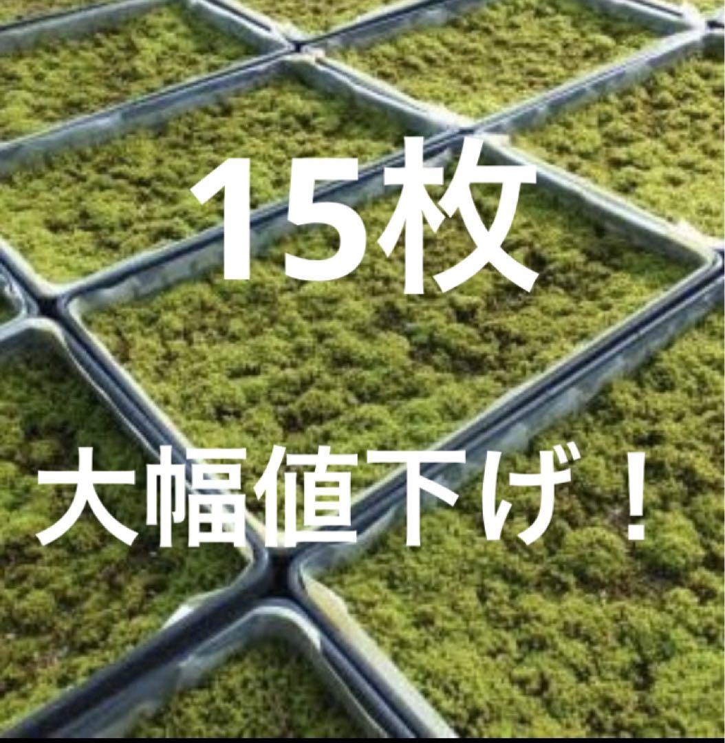 スナゴケ　15枚　すな苔　15トレー　苔リウム　苔玉　テラリウム
