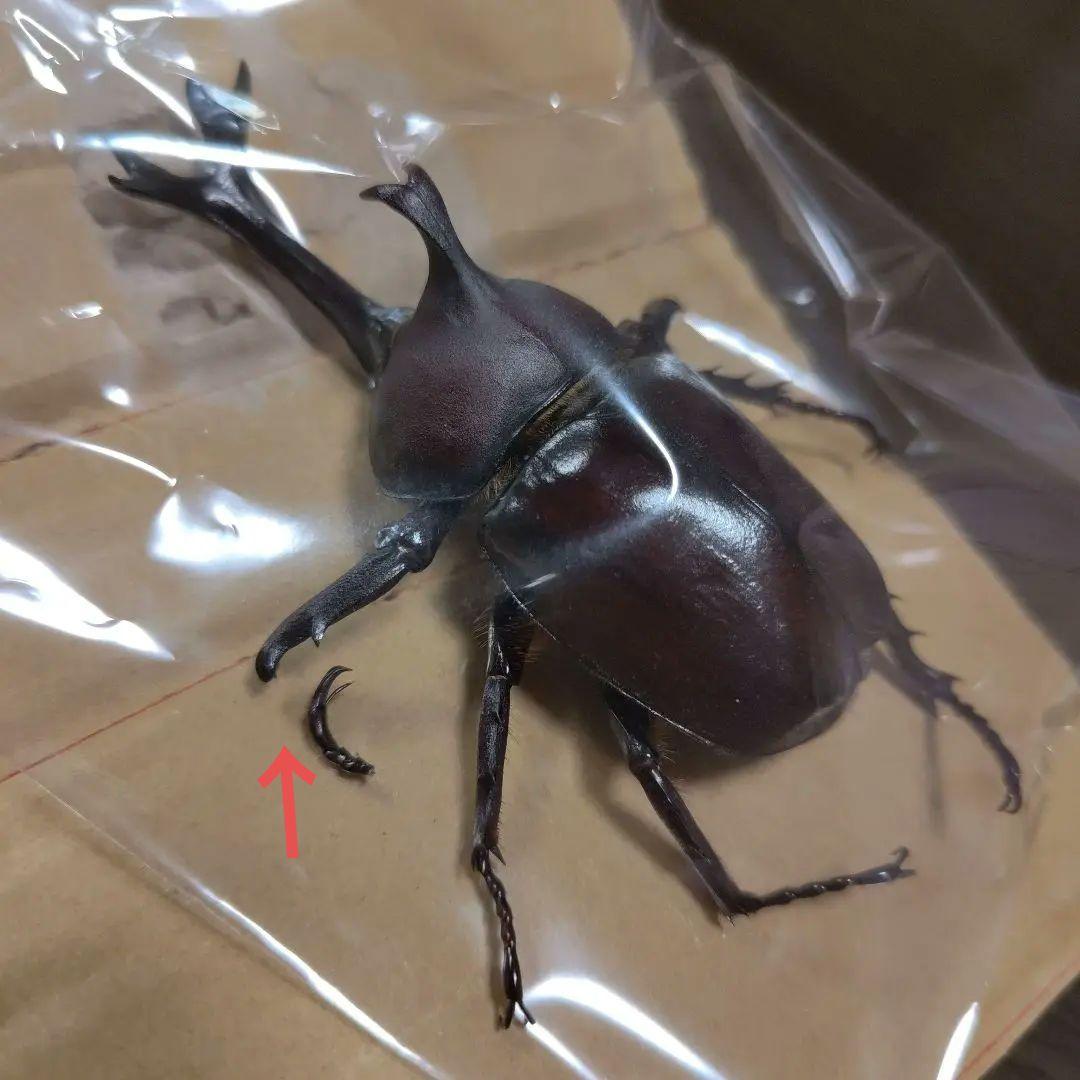 ミルク様確認用カブトムシ 標本