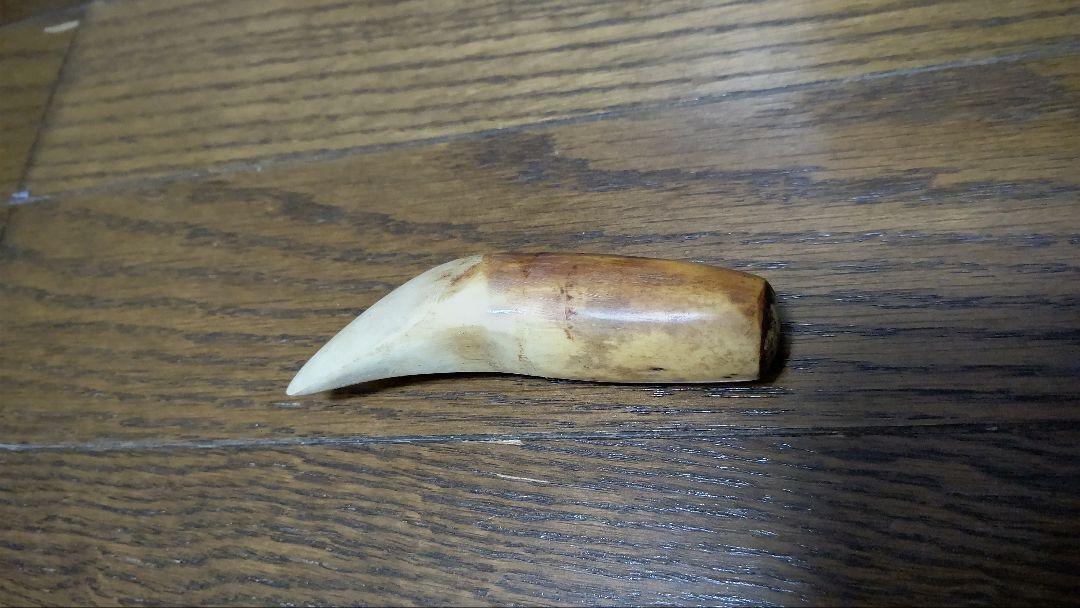 なにかの角?牙?