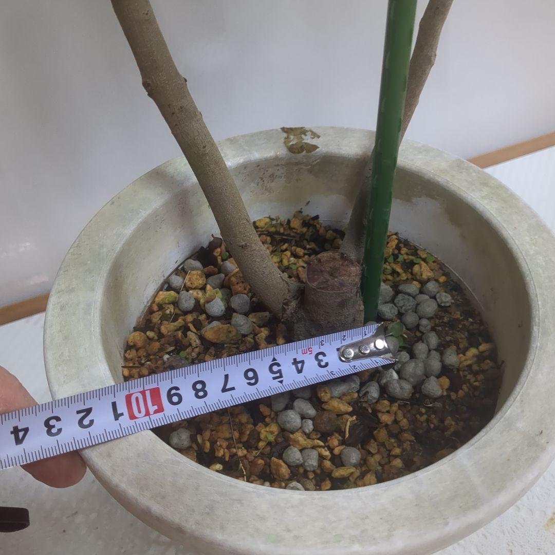 ライチ。玉荷包。取り木苗。果樹。鉢ごと無料で発送致します。 ライチ。玉荷包。果樹 鉢ごと無料で発送致します。取り木苗。