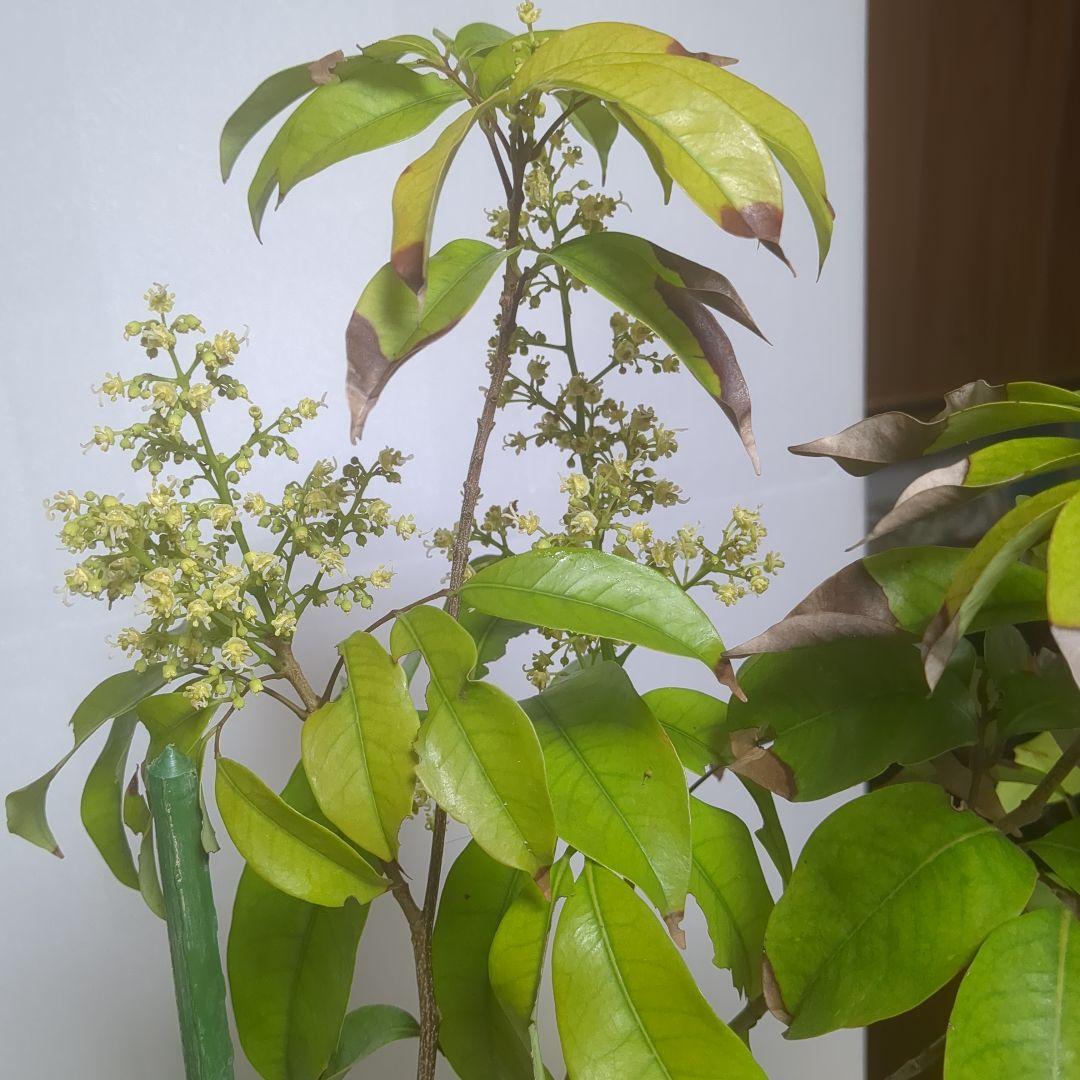 ライチ。玉荷包。取り木苗。果樹。鉢ごと無料で発送致します。 ライチ。玉荷包。果樹 鉢ごと無料で発送致します。取り木苗。