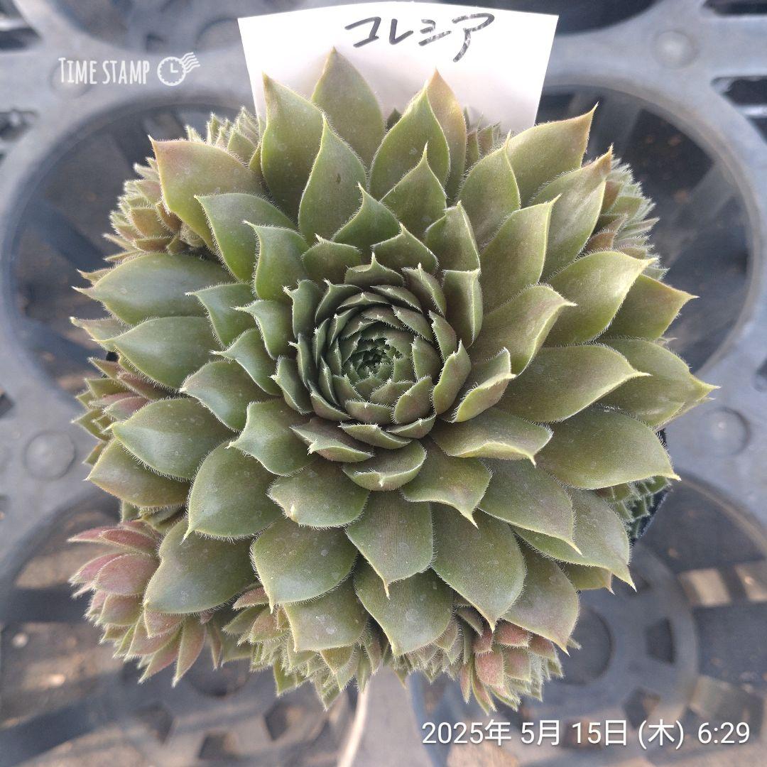 親株現品550円　Korresia　コレシア　①　9㎝ポット
